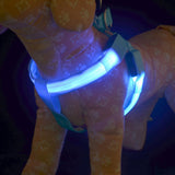 Khloe's  LED Flashing Light Harness